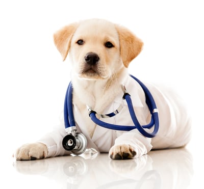 Little dog as a vet wearing robe and stethoscope - isolated over a white background-2