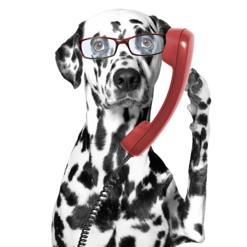 dog on the phone