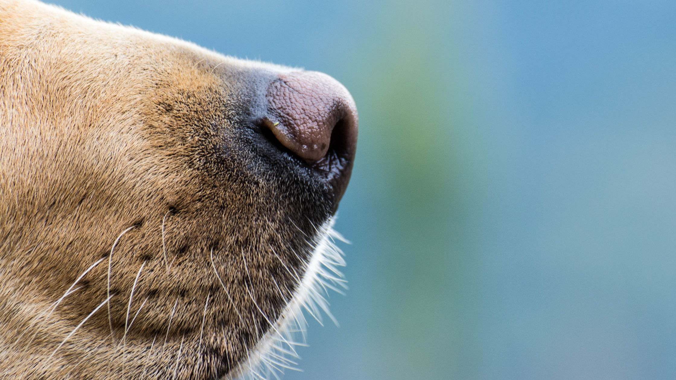 dogs smelling