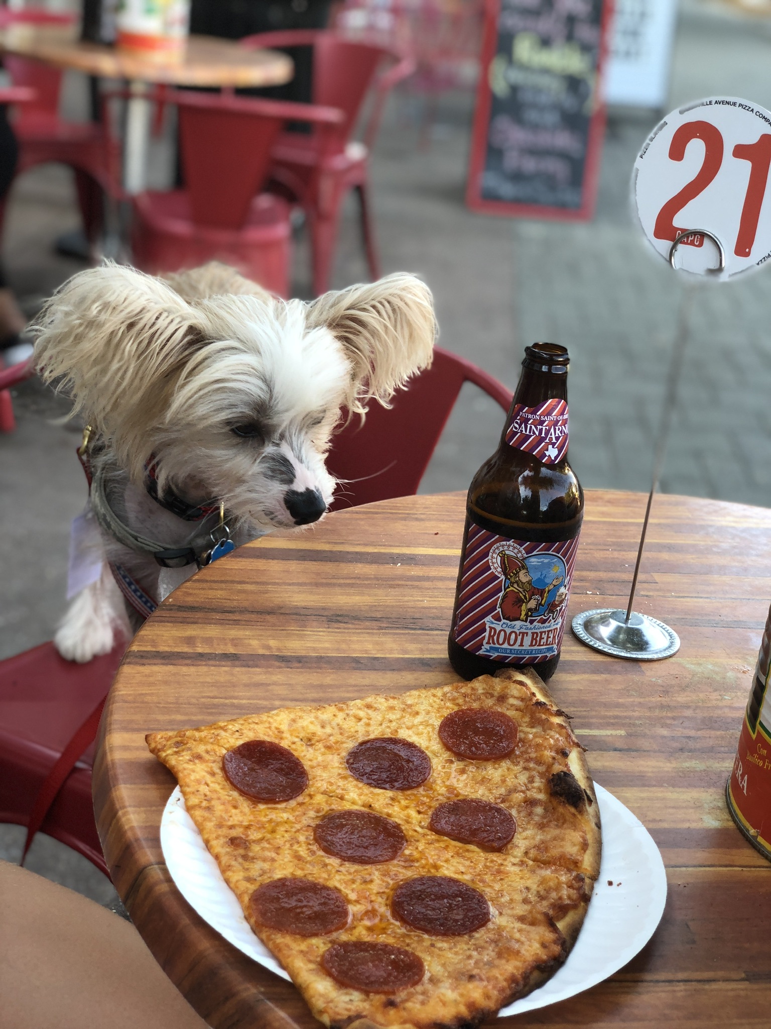 dog thinking