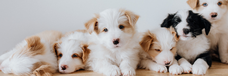puppy training
