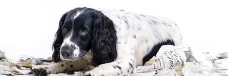 young dog training