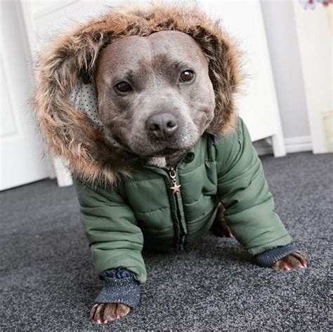 short haired dog in a coat