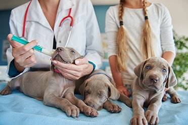 Please See Spay Neuter Network Website