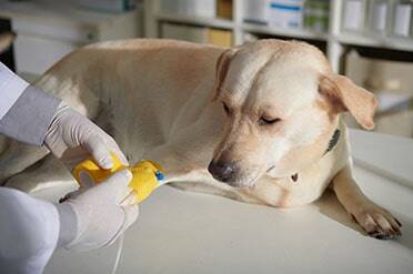 Sterilization